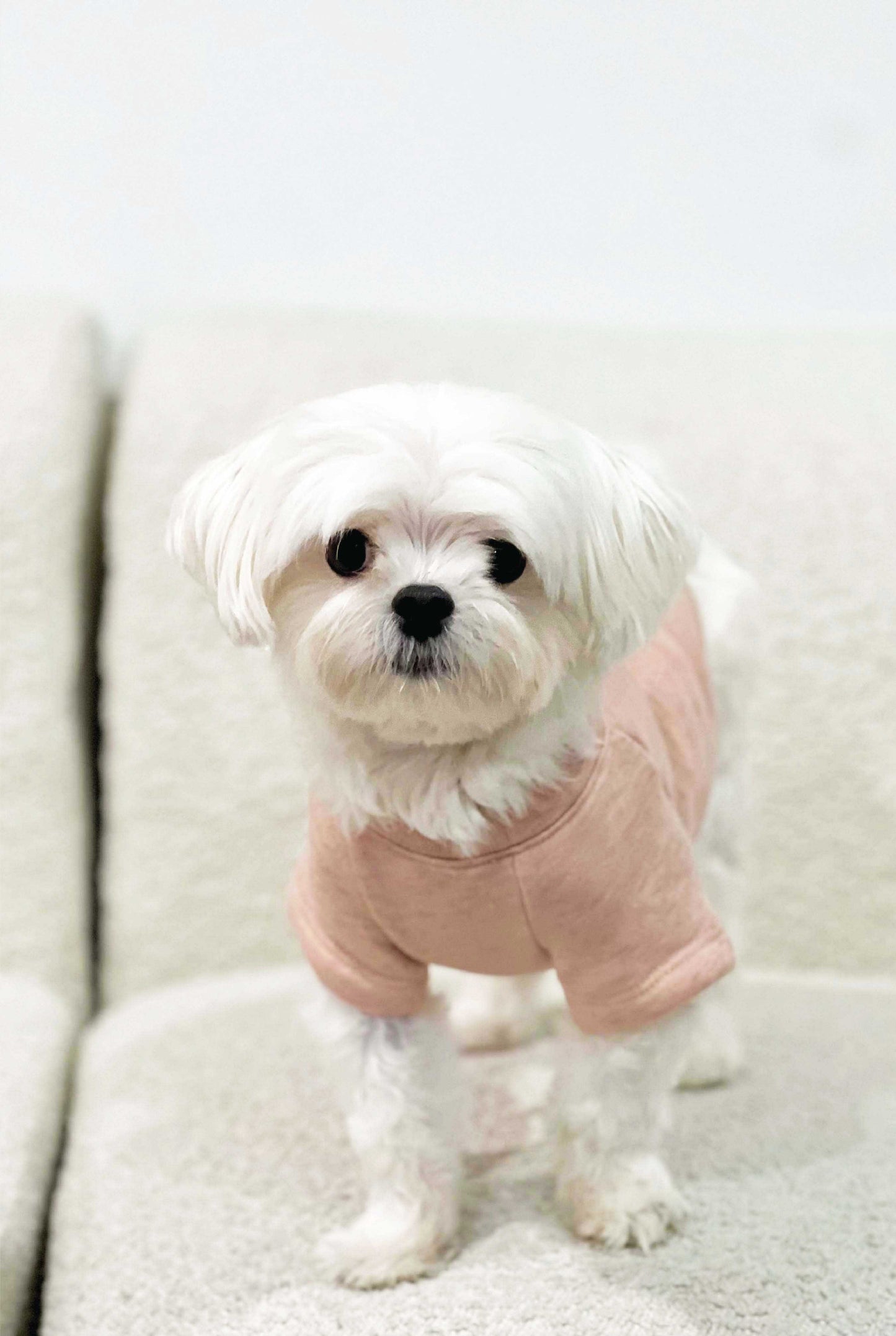 USA Pet Graphic Sweatshirt