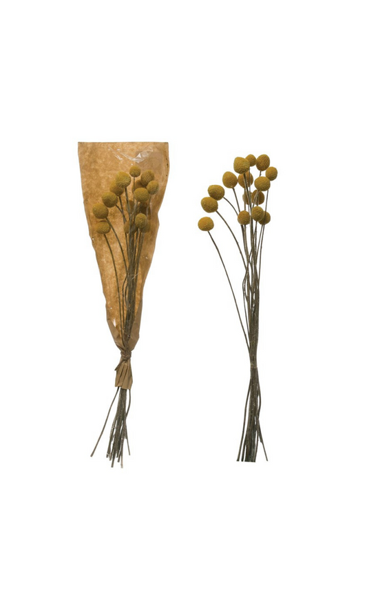 Dried Natural Craspedia Bunch